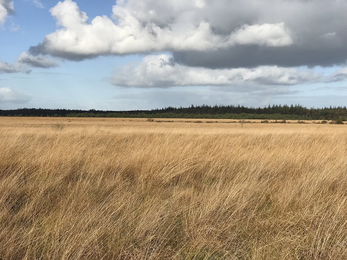 Recreatievisie Fochteloërveen